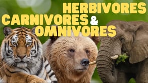 Vimeo Thumbnail