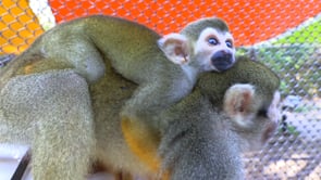 Step Into the Wild - J.J. The Baby Squirrel Monkey
