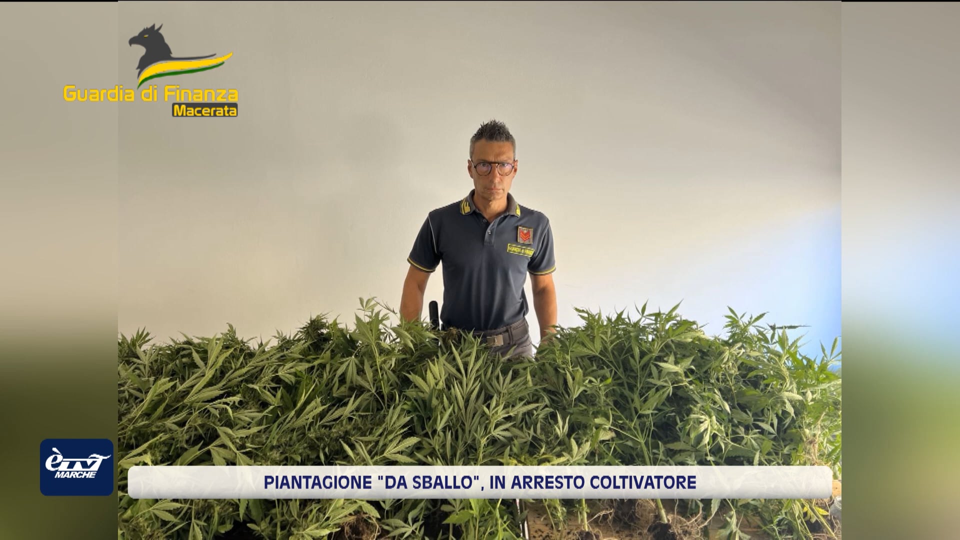 Civitanova Marche, maxi piantagione di marijuana. In arresto un 29enne del posto - VIDEO