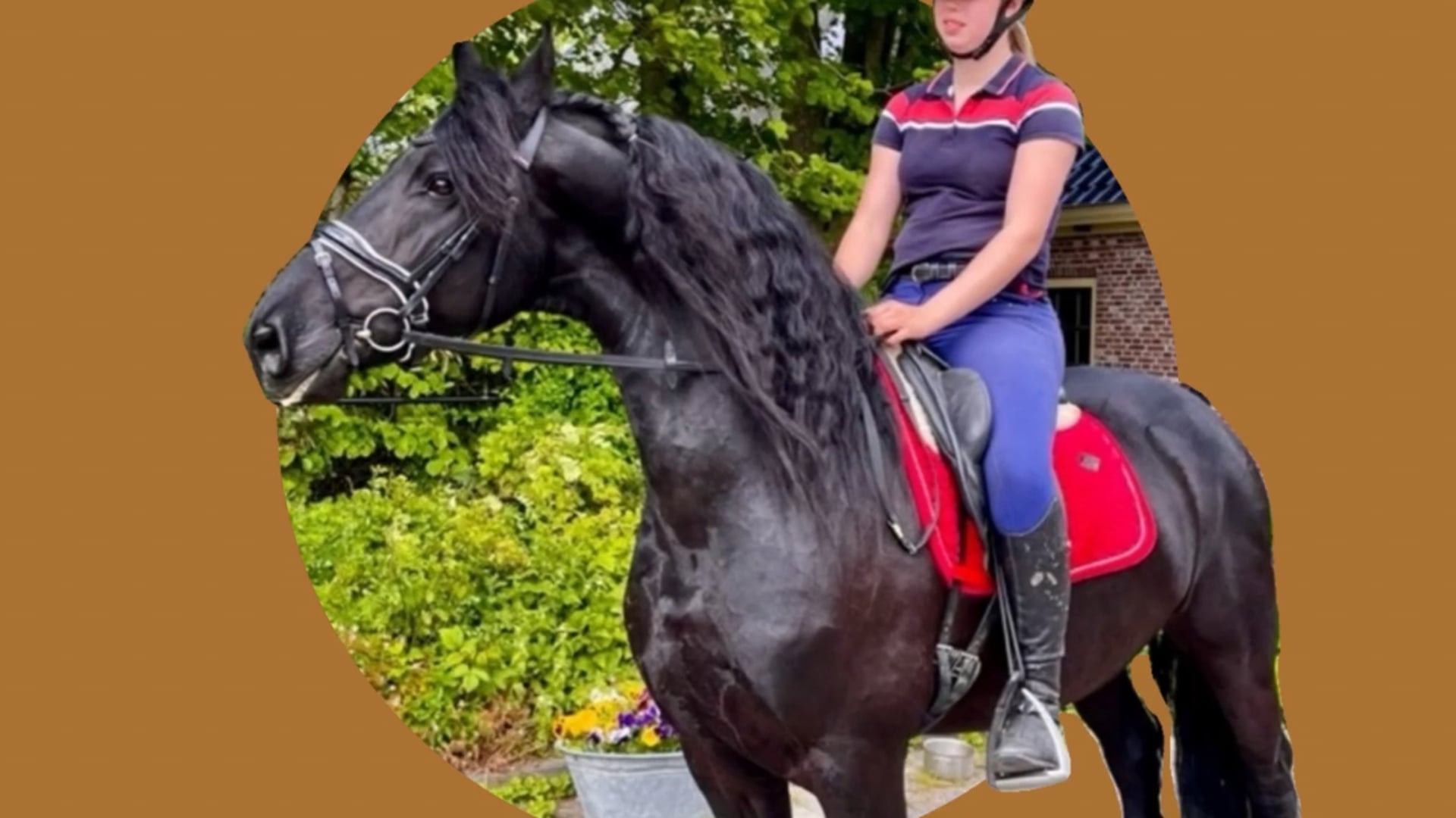 Vito, Black Friesian Horse For Sale