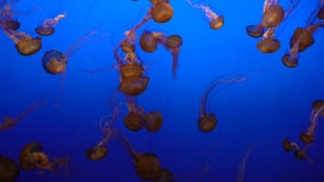 Monterey Bay Aquarium's Into the Deep