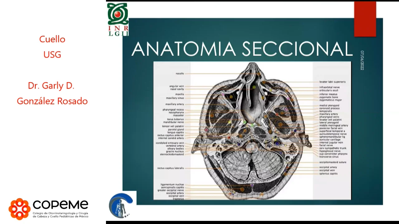 anatomía anterior del cuello