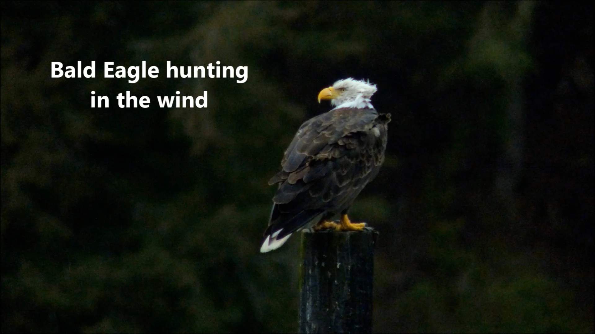 Bald Eagle hunting in the wind on Vimeo
