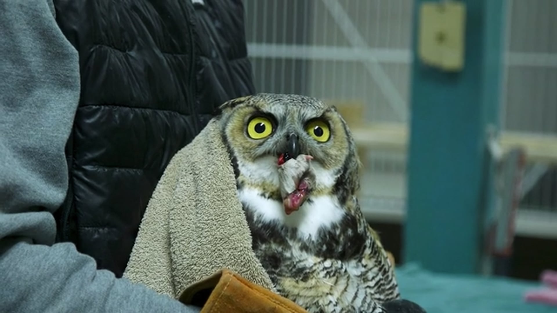 Soaring Through Life