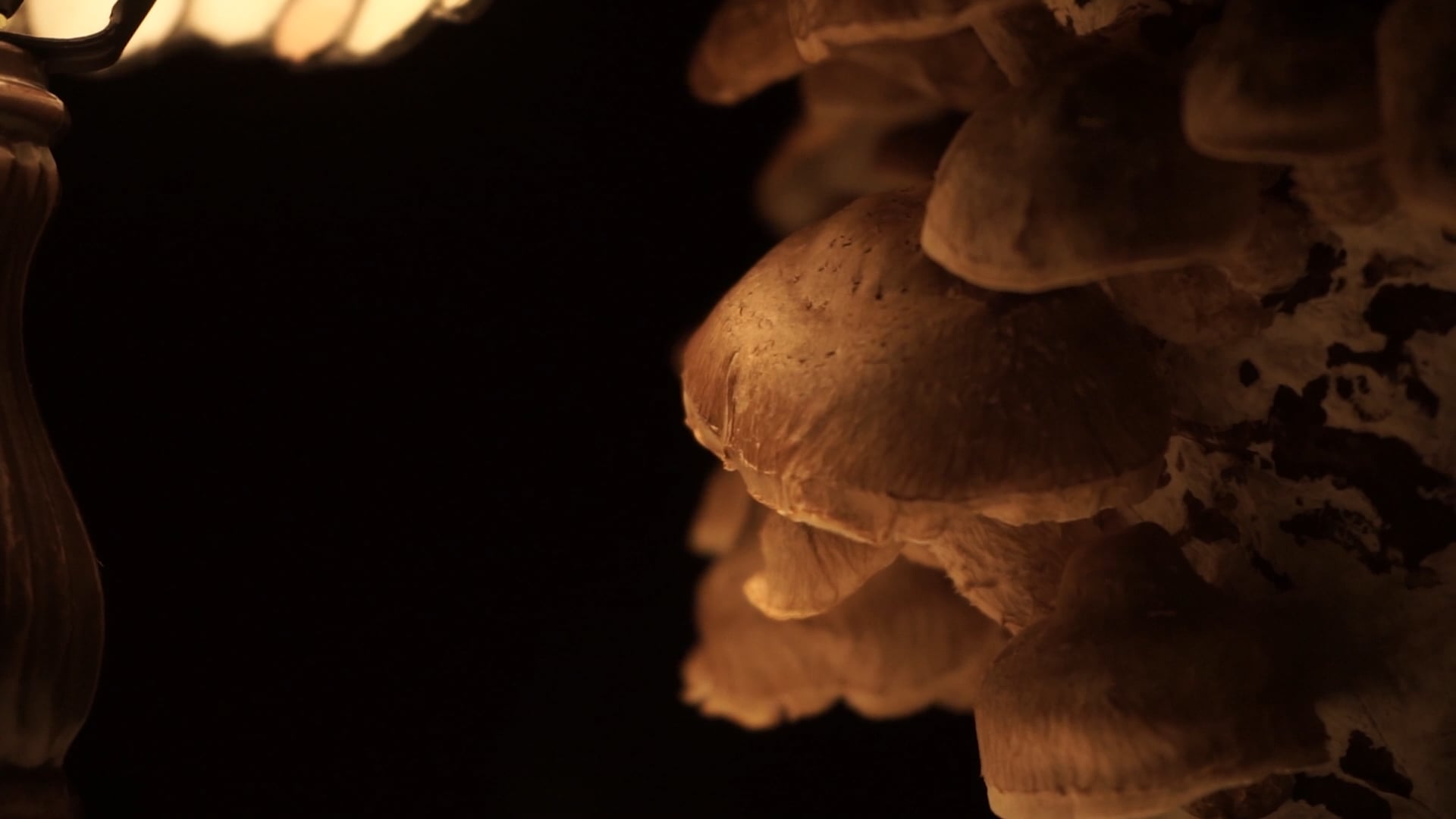 Rosana Ribeiro/Selva - Mycelium (trailer) | 2022