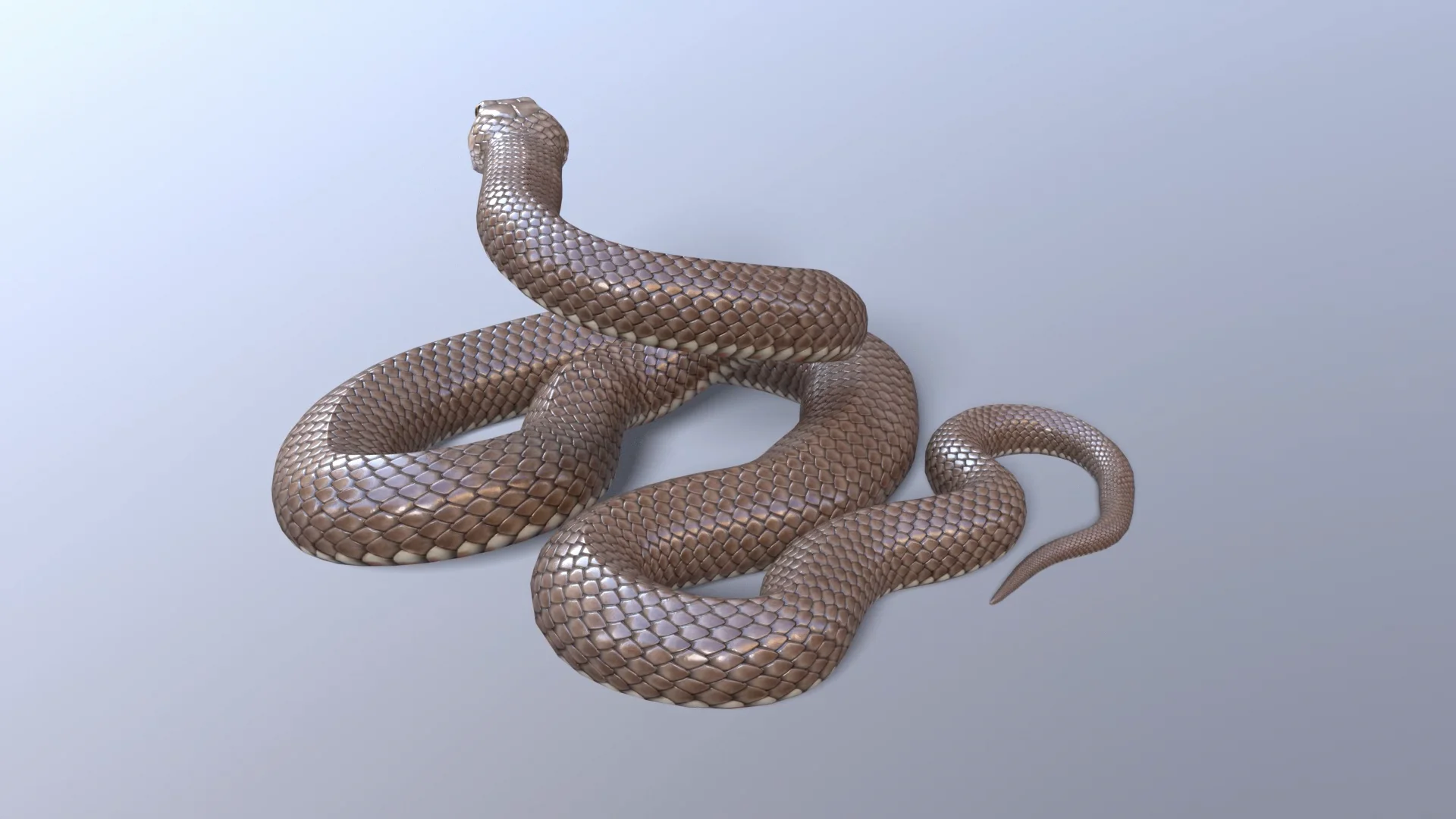 Red Bellied Black Snake 3D Model on Vimeo