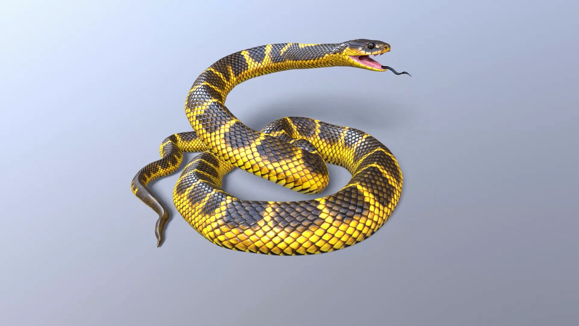 Red Bellied Black Snake 3D Model on Vimeo