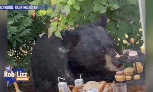 Bear Interrupts Birthday Party