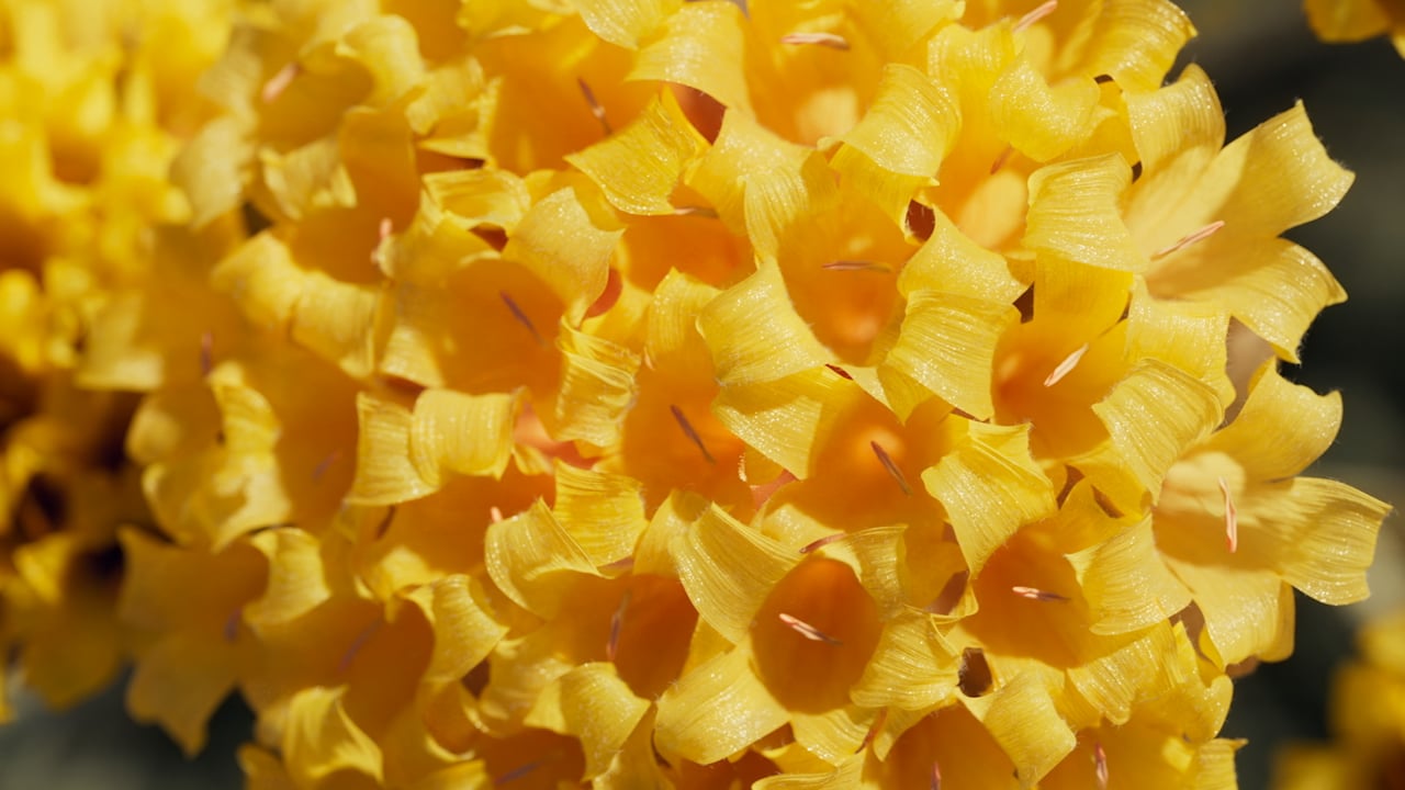 L`Occitane en Provence - Immortelle Divine