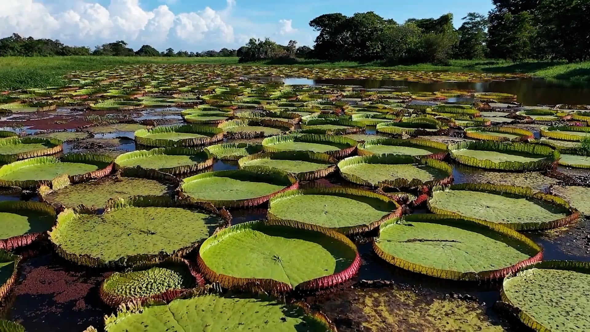 Manifesto Artesol.mp4