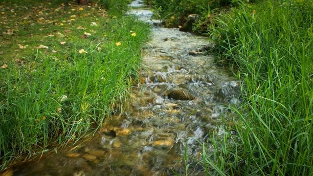 River Stream Grass - Free video on Pixabay