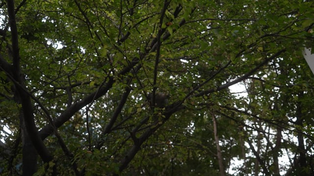 東京　ストリート　住宅街 4K30fps 11