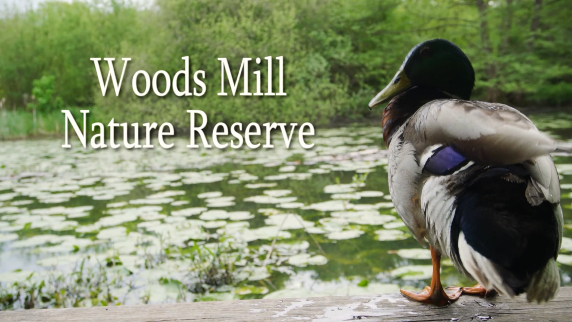 Woods Mill Nature Reserve