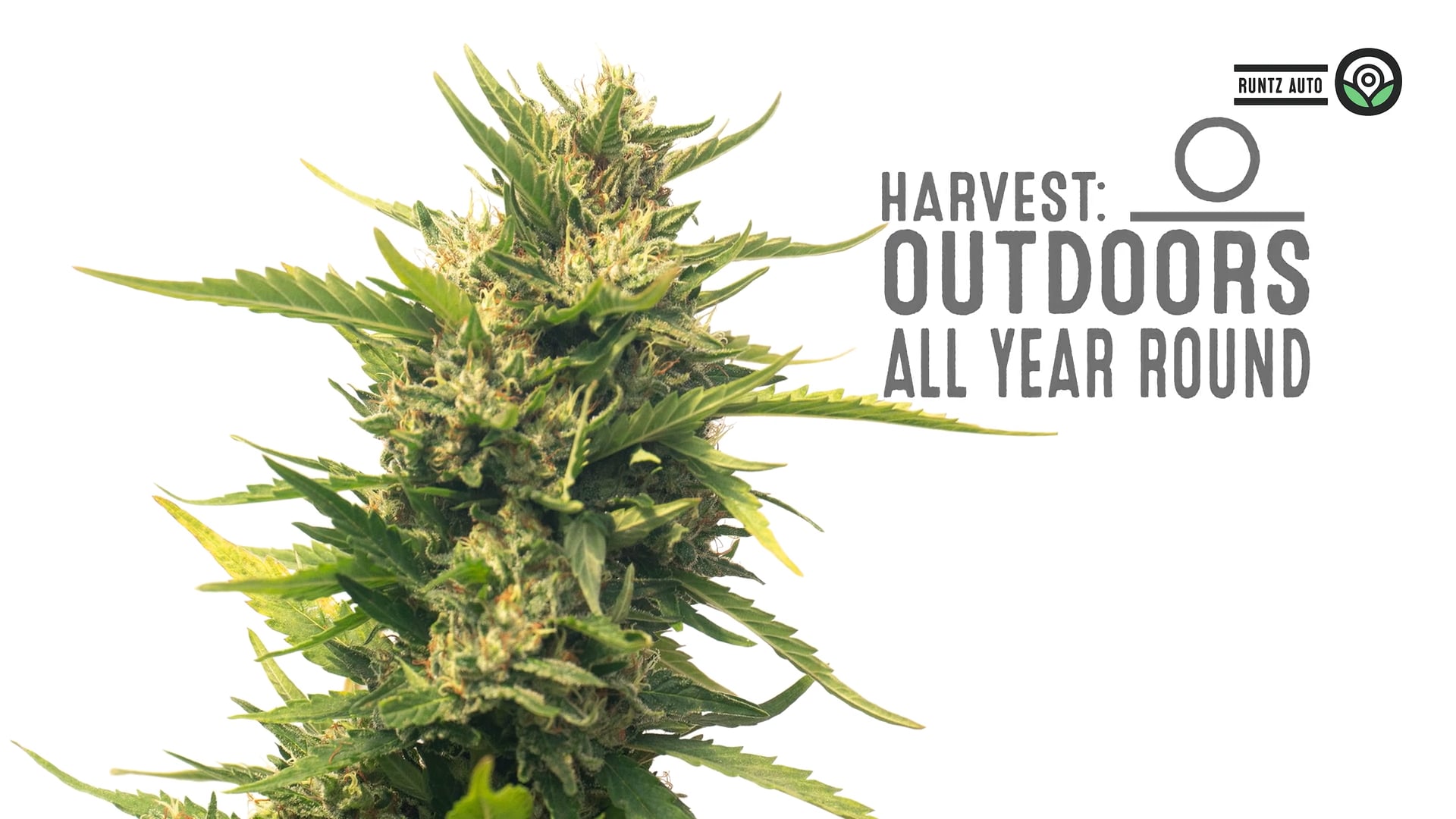 Runtz Autoflower Cannabis Seeds