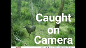 Caught on camera!