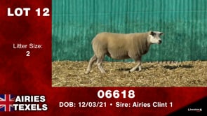Lot #12 - Tag 06618