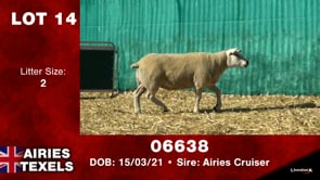 Lot #14 - Tag 06638
