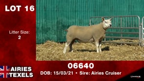 Lot #16 - Tag 06640