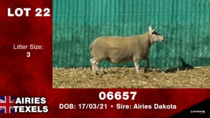 Lot #22 - Tag 06657