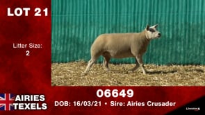 Lot #21 - Tag 06649