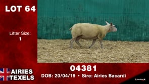 Lot #64 - Tag 04381