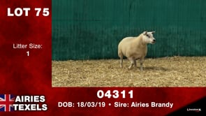 Lot #75 - Tag 04311