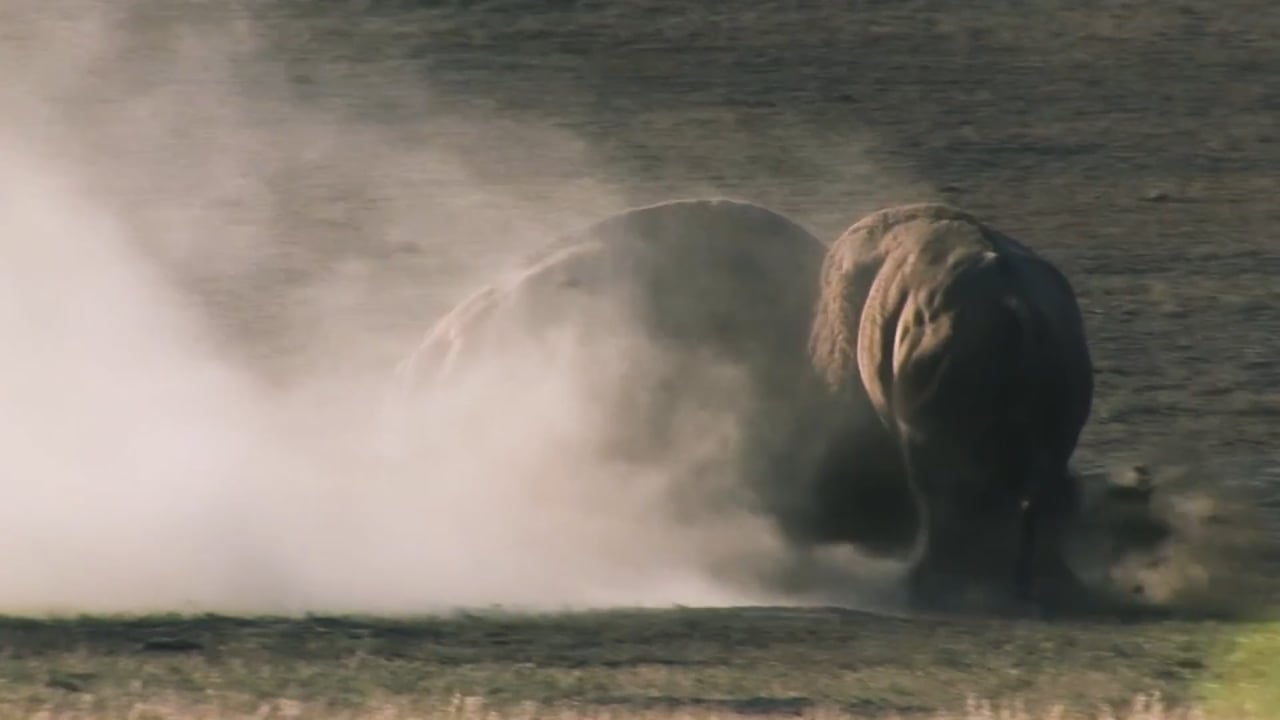 Bison Dust Storm