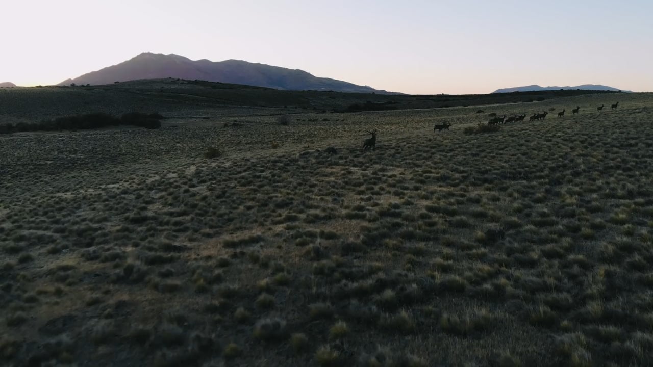Red Deer running