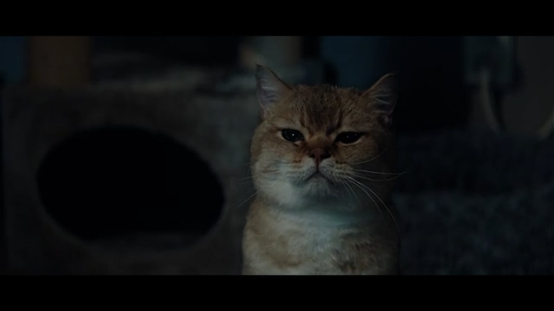 BACKMARKET CATS