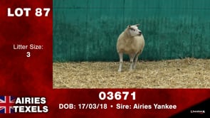 Lot #87 - Tag 03671