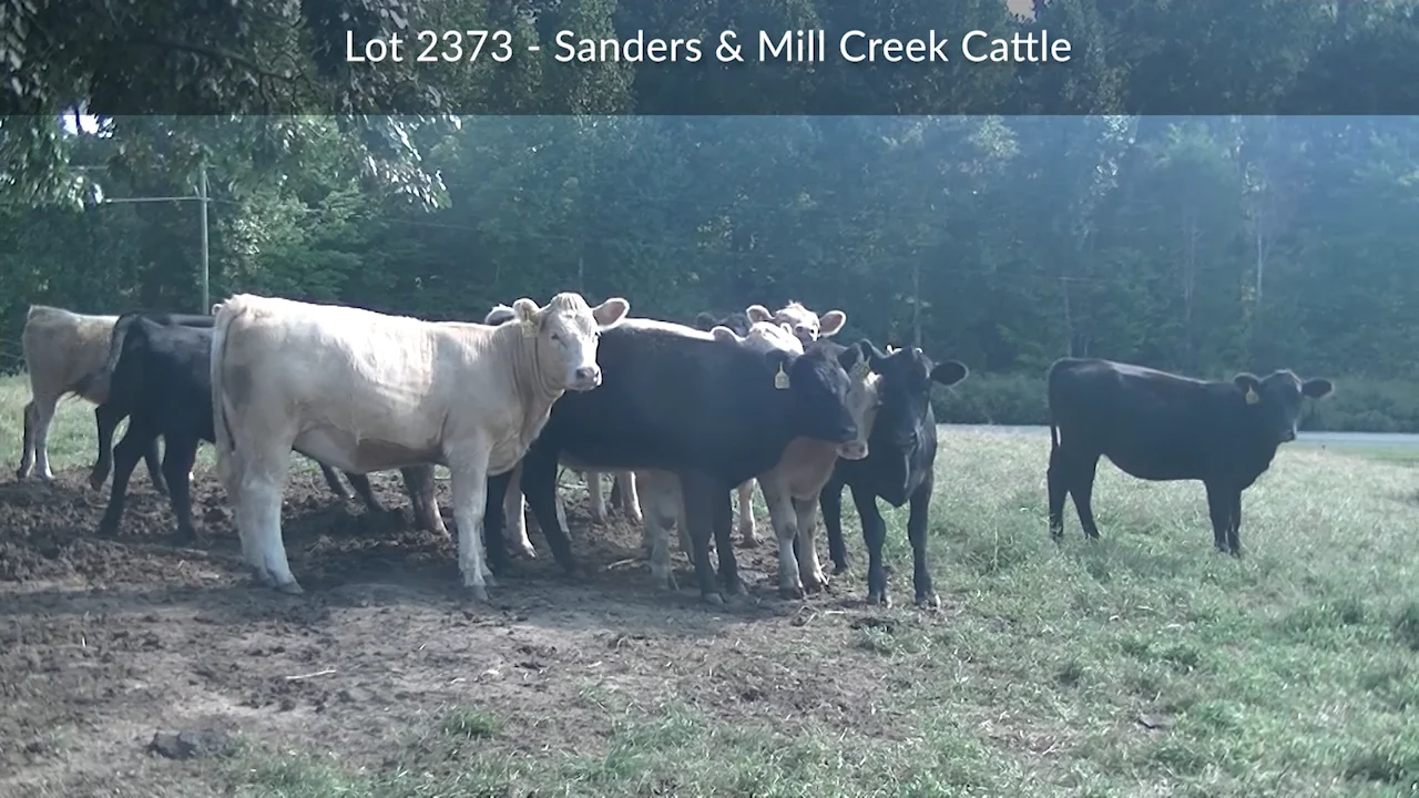 2373BSanders & Mill Creek Cattle.mp4 on Vimeo