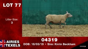 Lot #77 - Tag 04319