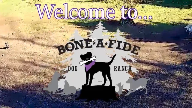 Welcome to Bone A Fide Dog Ranch