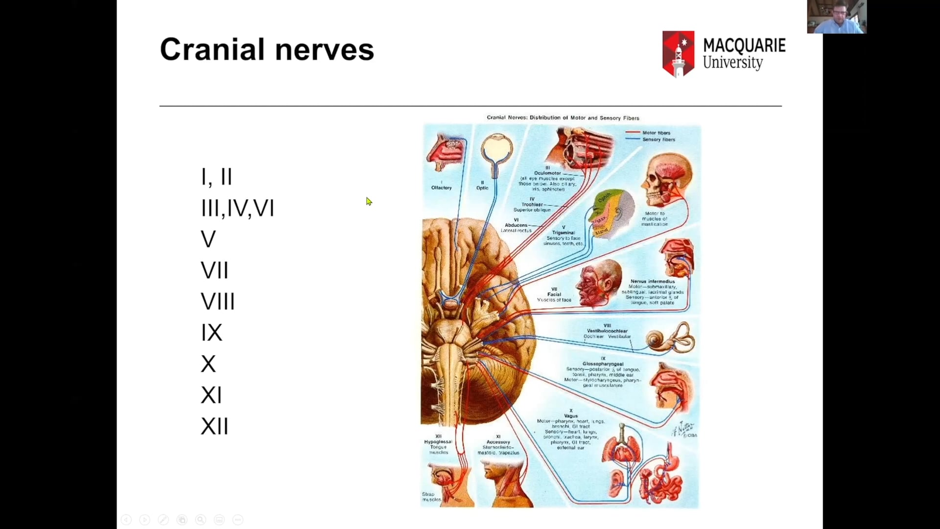 Cranial Nerve Hyperfunction Syndromes with Professor Marcus Stoodley ...