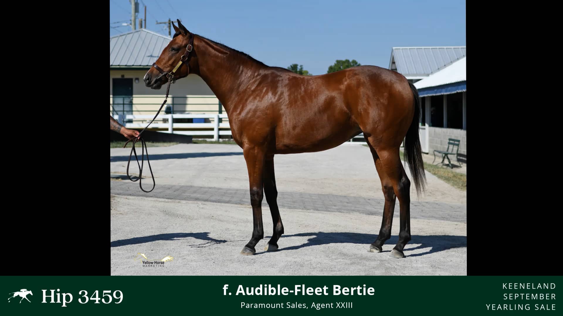 2022 Keeneland September Yearling Sale Hip 3459 Audible x Fleet