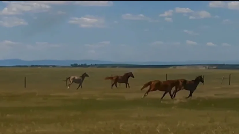 a dream on Vimeo