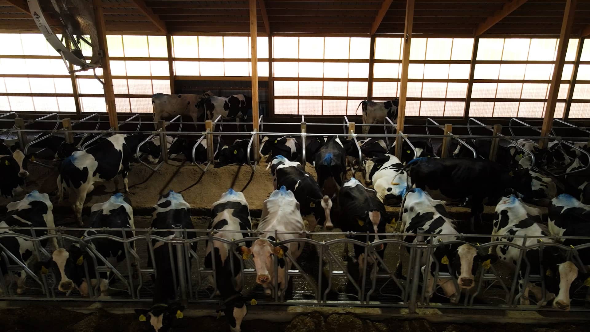 Maple Row Dairy on Vimeo