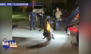 They Towed an ALLIGATOR