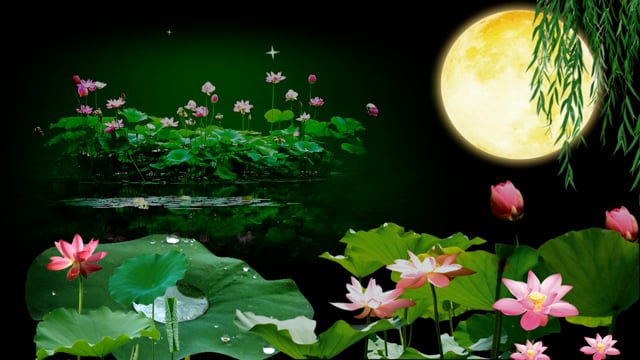 Moon Lotus Pond Willow - Free video on Pixabay