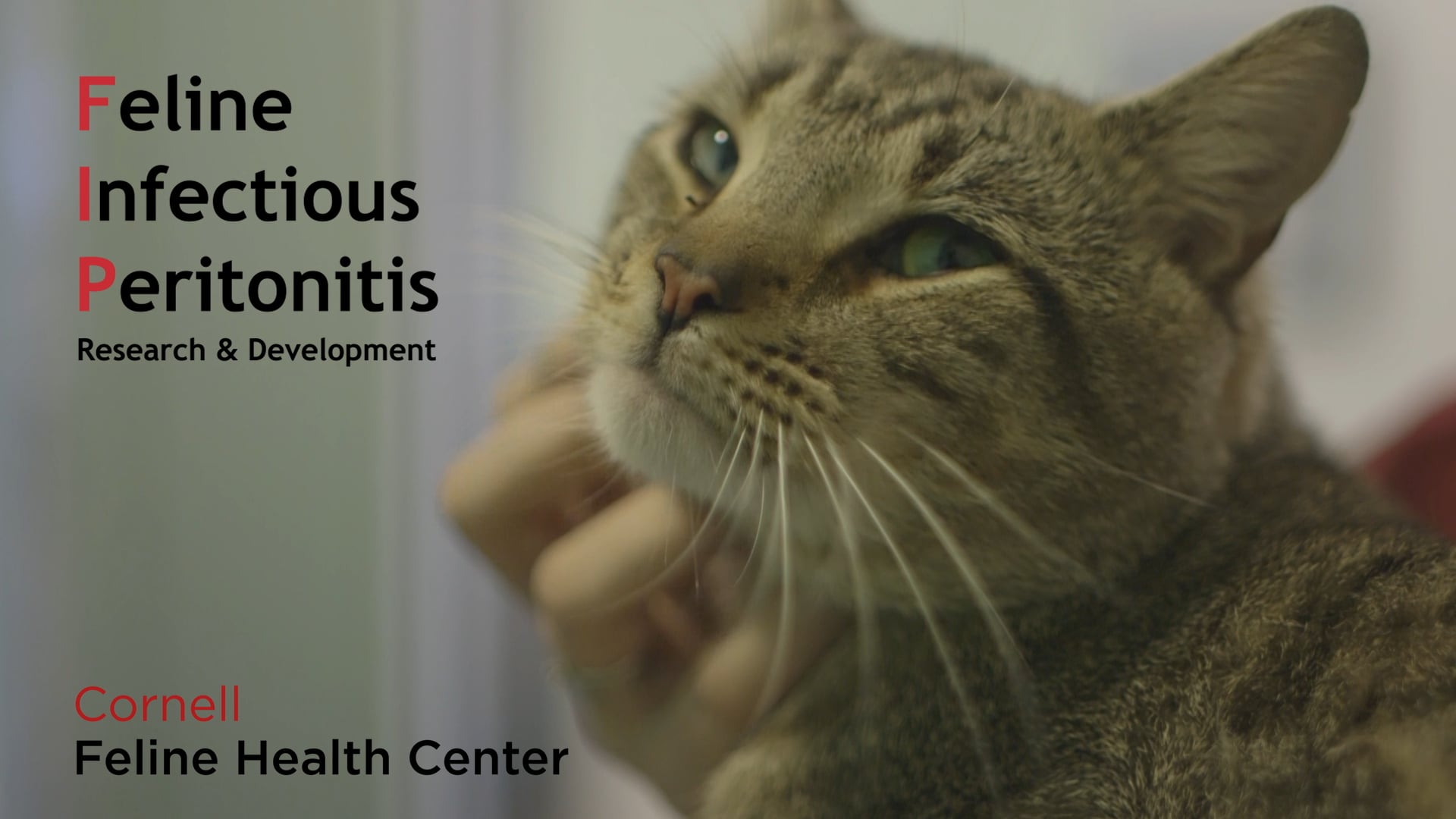 Cornell Veterinary Medicine - Cornell Feline Health Center: FIP ...