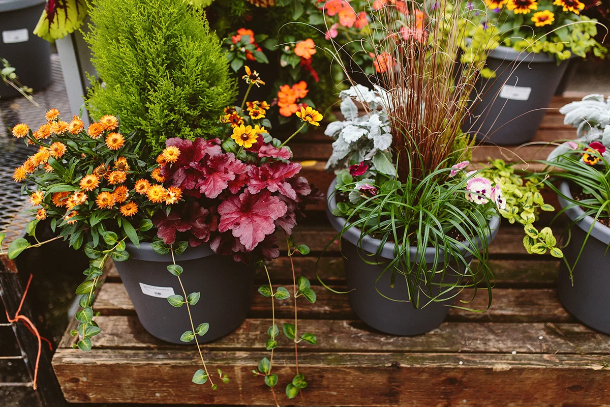 Container Combos for Fall & Winter