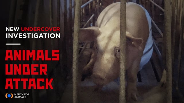 Animals Omans Porn Video - Undercover Investigations - Mercy For Animals
