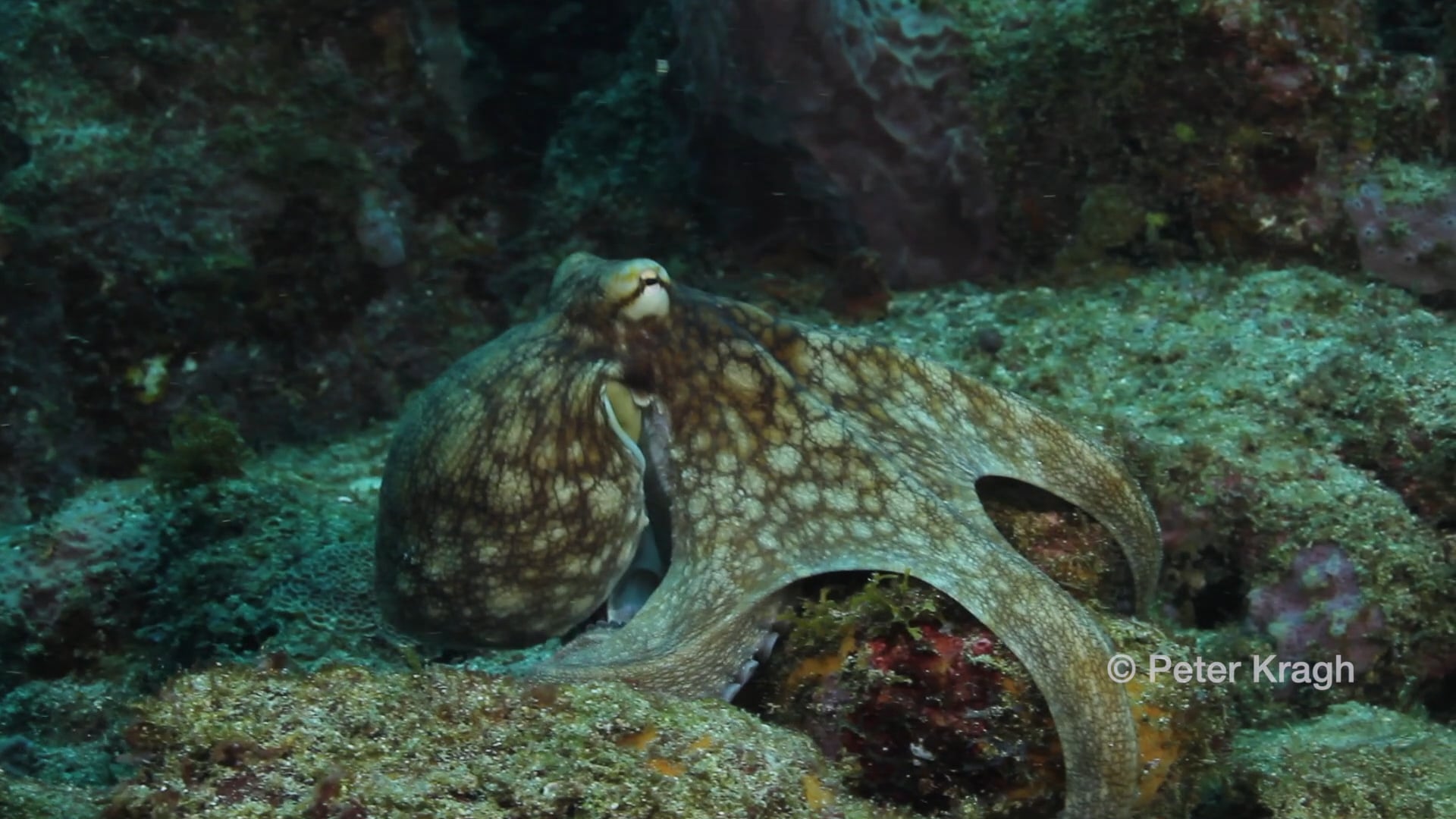 Tobago octopus clean 202209.mov on Vimeo