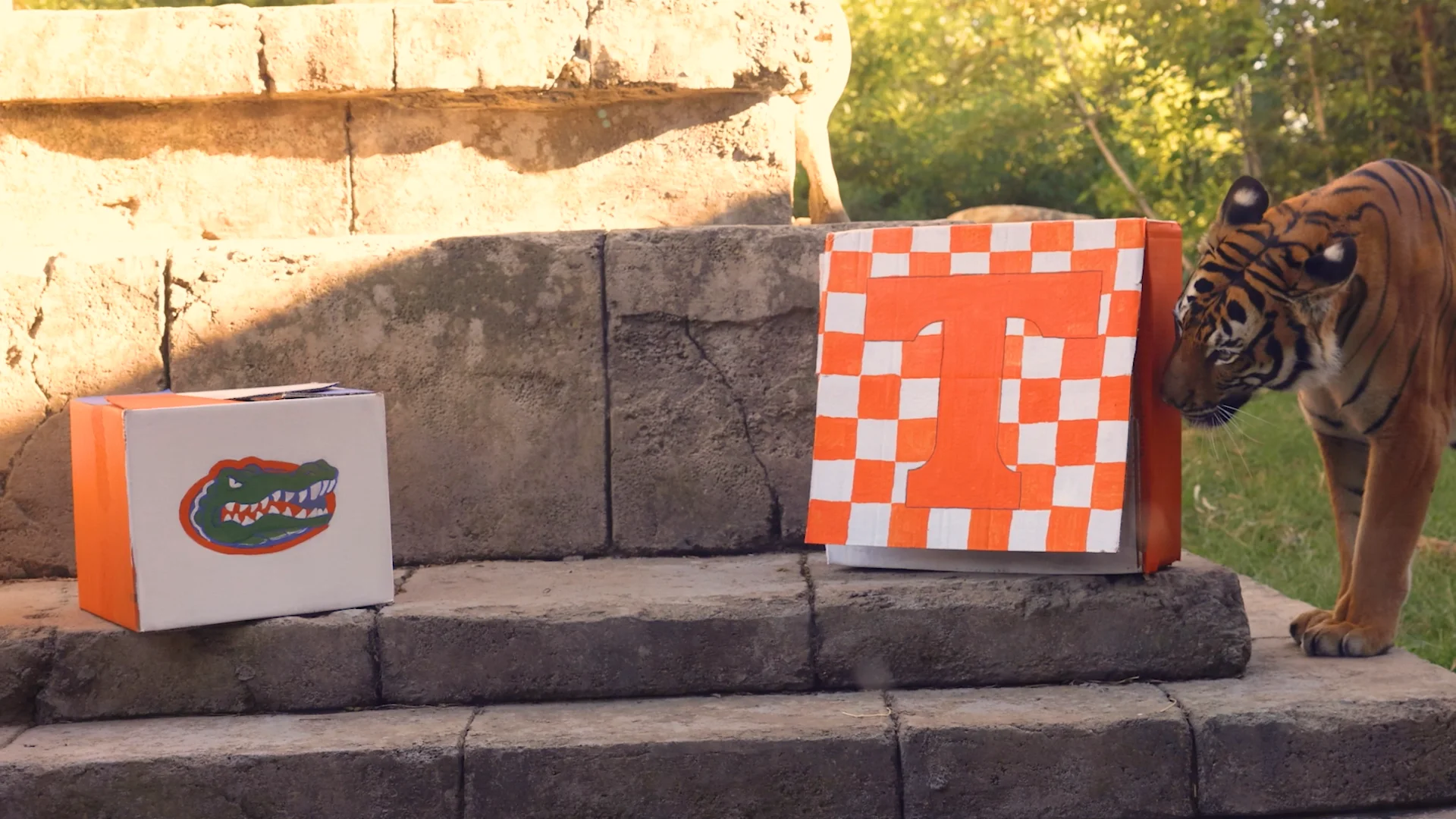 Zoo Knoxville Batari picks TN vs FL winner on Vimeo