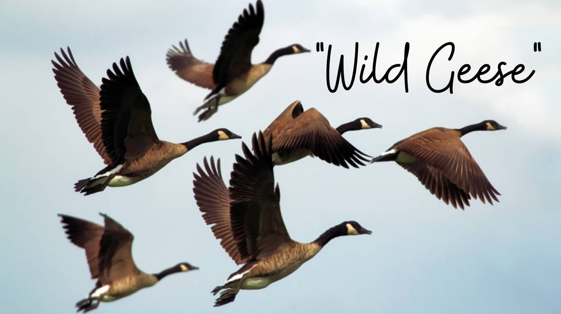 WILD GEESE read by Barbara Lewis on Vimeo
