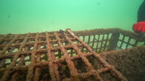 RAW footage of seahorse release into the wild 