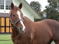 Written Tycoon crowned Australian Champion Sire
