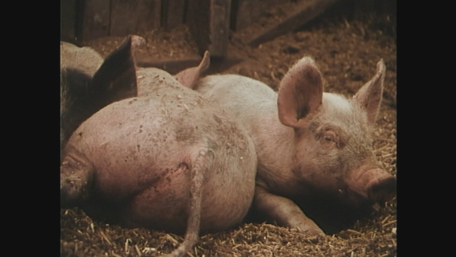 GRIS EFTER MIT HJERTE trailer