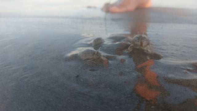 Sand Crab - Free video on Pixabay