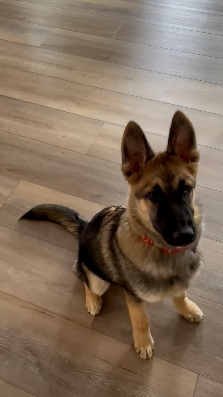 Bubby is looking for his FURever home. on Vimeo
